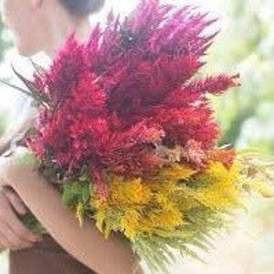 Celosia Pampas Plume Mix Seeds Celosia argentea var. plumosa Cut Flower Bouquet Dizzy Bees Urban Garden