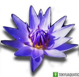 Nymphaea Colorata Purple Tropical Water Lily Tuber Live Pond Plant Flower Garden