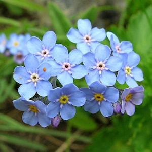 100 Pcs  Blue Alpine Forget me not  Flower Seeds - Heavenly Hybrid-MYOSOTIS ALPESTRIS/Pure Beauty/FL492
