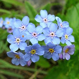 100 Pcs  Blue Alpine Forget me not  Flower Seeds - Heavenly Hybrid-MYOSOTIS ALPESTRIS/Pure Beauty/FL492