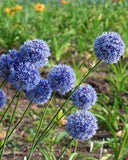 Allium bleus Flower Delivery