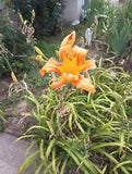 5 Orange Day Lily Tiger Lily Wild Plant Hardy Bare Root Live Perennial