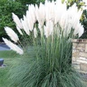 100 Seeds- White Pampas Grass Seed-- Cortaderia Selloana-pv184- Beautiful and Fast growing Ornamental Perennial