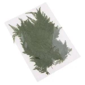 50Pcs Natural Real Dried Fern Leaves Pressed DIY Phone Case Decor Bookmarks