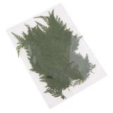 50Pcs Natural Real Dried Fern Leaves Pressed DIY Phone Case Decor Bookmarks