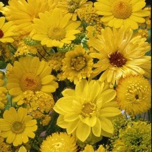 50 Seeds- Yellow Wildflower Seeds-PV241