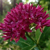 PURPLE MILKWEED Asclepias Purpurascens Hardy Perennial Butterflies Very Rare 5 Seeds!
