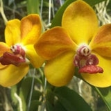 Orchid Vanda Ploenpit Prize Fragrant Tropical Hanging Plants