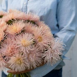 Needle Aster Chamois Brunhilda -  China Aster - Callistephus chinensis - Annual Flower Seeds