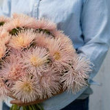 Needle Aster Chamois Brunhilda -  China Aster - Callistephus chinensis - Annual Flower Seeds