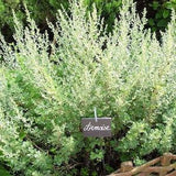 WORMWOOD ARTEMISIA Absinthium Perennial Silver Gray Artemesia 30 Seeds