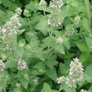 200 Seeds- Catnip Seeds- Nepeta Cataria- Organic Non GMO-J001