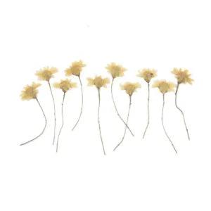 10PCS Real Pressed Dry flower, yellow flower with stem for art, craft FCD32