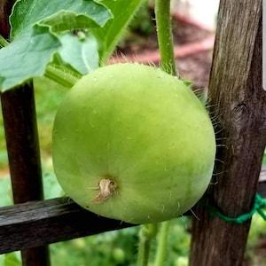 10 Pumpkin Seeds Benincasa Fistulosa, Tinda, Ash Gourd,White Wax Winter Melon, punjabi