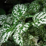 20 Pcs Hypoestes Splash White Flower Seeds-Hypoestes Phyllostachya - Polka Dot Select White Foliage Perennial- Pure Beauty!- FL381