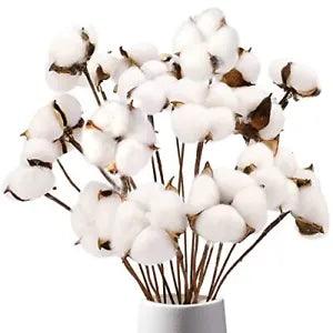 Cotton Stems, Natural Dried Cotton 8 Packs Total 15 Bolls Cotton Style-1