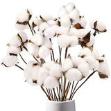 Cotton Stems, Natural Dried Cotton 8 Packs Total 15 Bolls Cotton Style-1