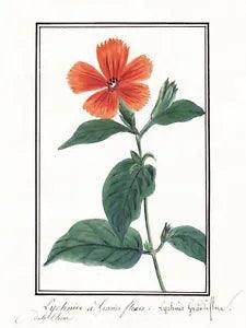 Lychnide A Grandes Grandiflora Carnation Flower Watercolour 1830