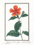Lychnide A Grandes Grandiflora Carnation Flower Watercolour 1830