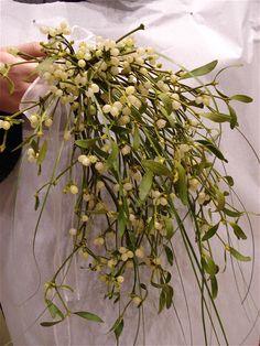 Mistletoe Flower Delivery