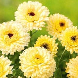 Marigold Cream Beauty Flowers 2g - 100 Seeds - Calendula Officinalis NON GMO