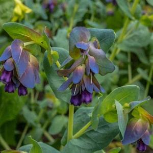 10+ Cerinthe Honeywort Flower Seeds- Major Pupurascens-B250- Fast growing Deer and drought resistant annual-Blue Wax Flower-Blue Shrimp
