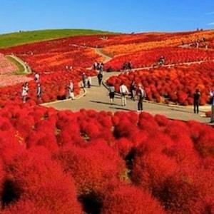 200/600 Burning Bush Garden Seeds*Summer Cypress*Green to Intense Red Foliage*Groundcover*Mass Planting*Kochia*Besenkraut Sommerzypresse*