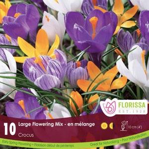 10pcs Large Crocus Bulbs mix crocus bulbs for Planting Flowers Decoration Indoor Outdoor Garden Patio Balcony Flower bulbs