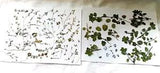 Pressed Beige Blue Ground Flowers w/ Leaves Decoupage Crafts