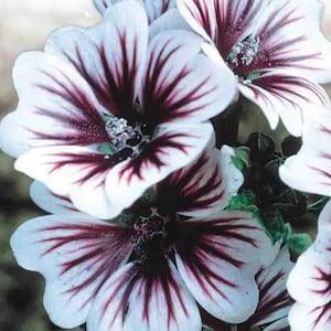 Malva Zebrina - 10 Seeds