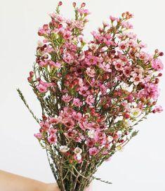 ORGANIC Pink Wax Flower Large Bundle, Wedding, Corsage, Boutonniere, Pretty Wildflower + Free SAME-Day Shipping Flower Delivery