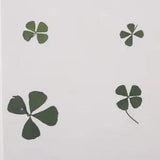 Pack of 1 Pressed Leaves Flower used used  Making and Floral Arranging DIY