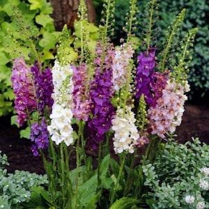 100/500 Mixed Colors Roman Candles Planting Seeds*Mullein*1st Yr Flowering Perennial*Verbascum phoeniceum*K?nigskerze*Saatgut*FLAT SHIP