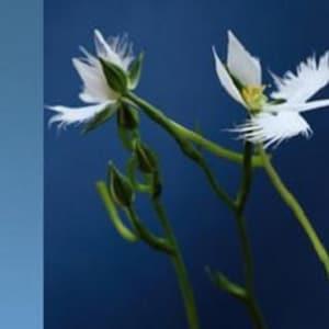 White egret orchid  habenaria Radiata 1 bulb