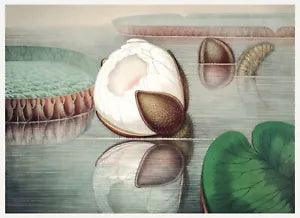 13817.Decor Poster.Room interior wall art.Water Lily.Botanical flower plant
