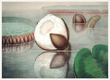 13817.Decor Poster.Room interior wall art.Water Lily.Botanical flower plant