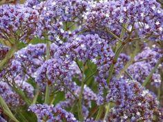 Growing Statice - History Of The Statice Flower And Statice Plant Care Flower Delivery
