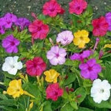 Mixed Color 4 O'clock seeds 20 count