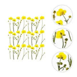 24 Pcs DIY Pressed Buttercup Flower Dried Flowers Nail Tech Accessories Candle