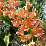 Orchid Vanda Rhynchostylis gigantea Peach Fragrant Plant