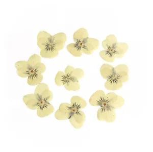 12 Pressed Dried Flat 1.5" Flowers Yellow Pansy Card Making Scrapbooking Art
