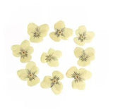 12 Pressed Dried Flat 1.5" Flowers Yellow Pansy Card Making Scrapbooking Art