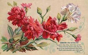 Vintage Postcard 1910 Carnation Pure and Deep Love Flowers Art Greetings Quotes