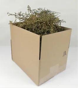 Sweet Annie "Super Shorts" Box Full Wild Dried Herb Primitive 2023 Harvest