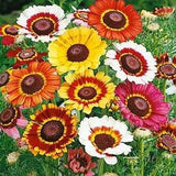 100 Painted Daisy Flower Seeds- Chrysenthemum Carinatus- Beautiful, Fast growing and Showy Annual Daisy Flower! / FL778