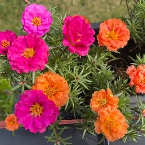 Double Flowered Portulaca Mix 100+ Seeds