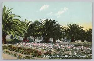 Flowers~Carnation Garden In Winter In California~Vintage Postcard