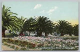 Flowers~Carnation Garden In Winter In California~Vintage Postcard