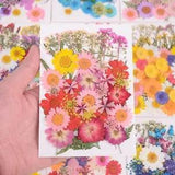 Flower Field Dried Flowers Natural Plant Pressed Flower Specimen Rose Daisy Lace