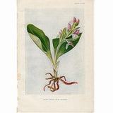 c. 1912  SHOWY ORCHID lithograph ? original antique print ? flower prints ? exotic botanical prints ? wild flowers ? garden print ?